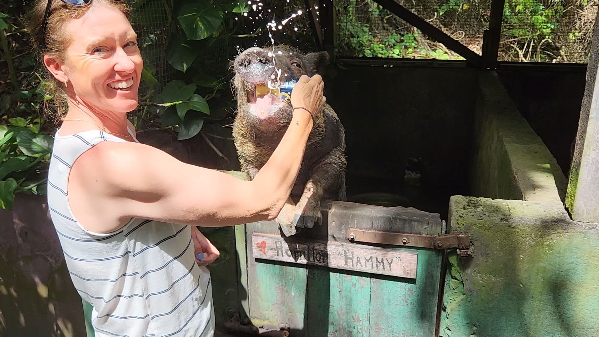 Beer Pigs and Catamarans